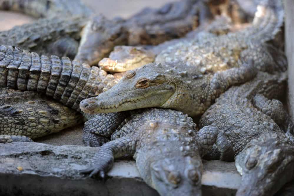 Expertos afirman que la población de cocodrilos en Costa Rica está bajo control